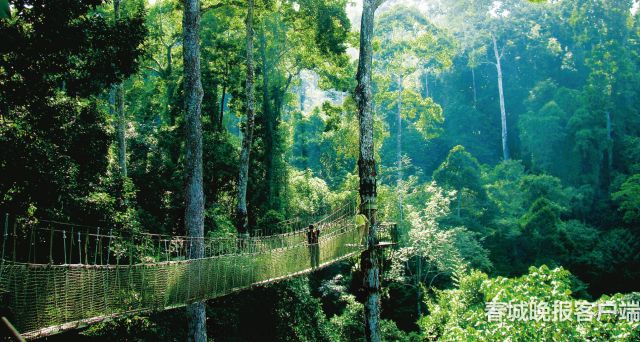 勐腊热带雨林跨境越野赛